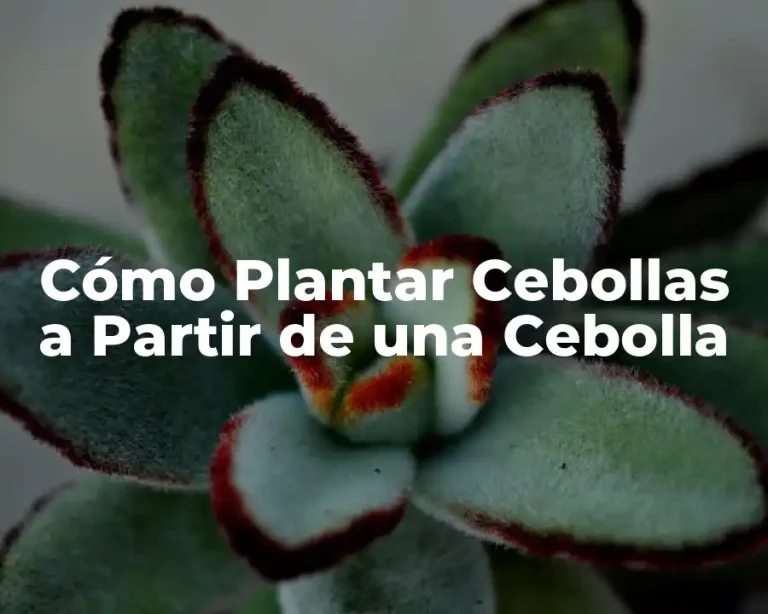 Cómo Plantar Cebollas a Partir de una Cebolla