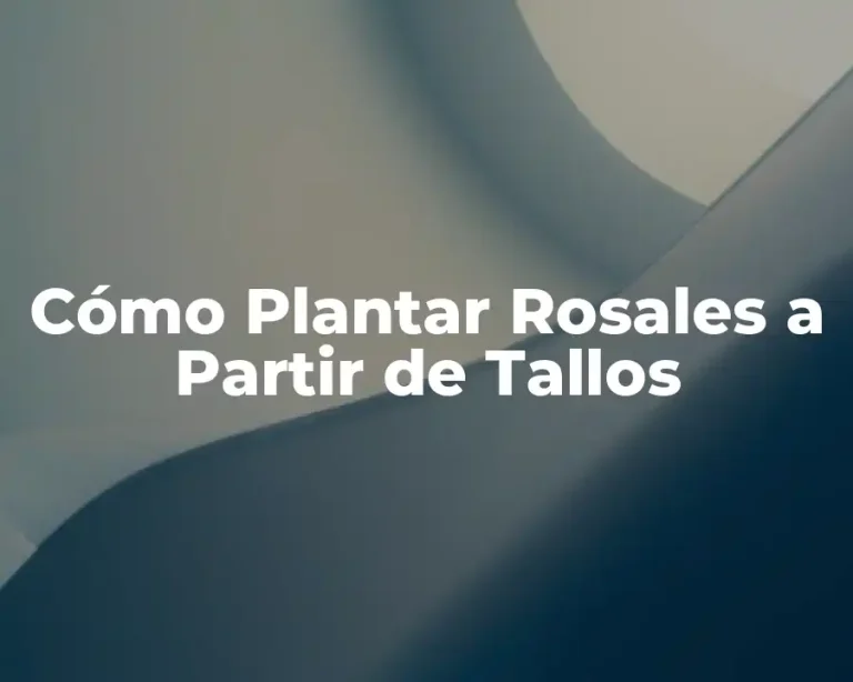Cómo Plantar Rosales a Partir de Tallos