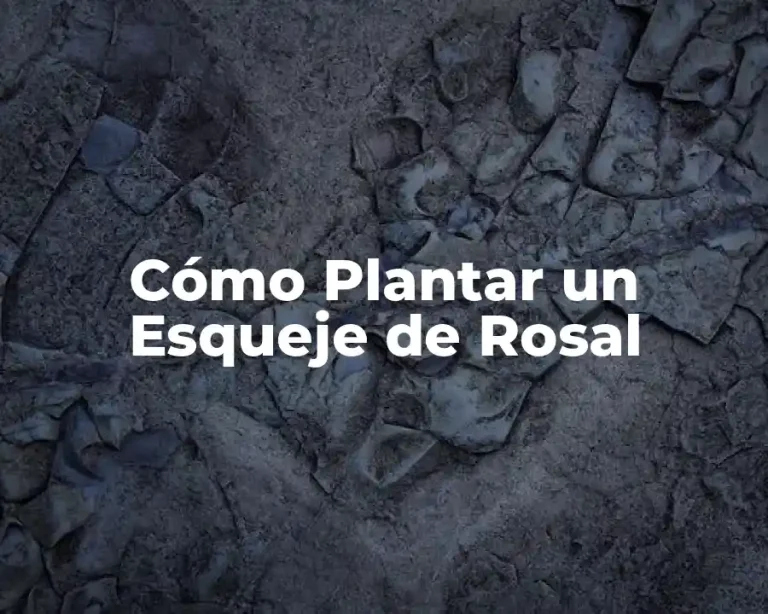 Cómo Plantar un Esqueje de Rosal