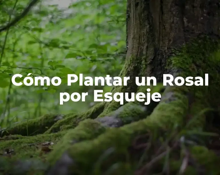 Cómo Plantar un Rosal por Esqueje