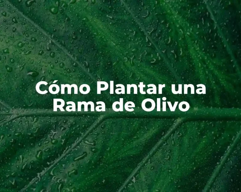 Cómo Plantar una Rama de Olivo