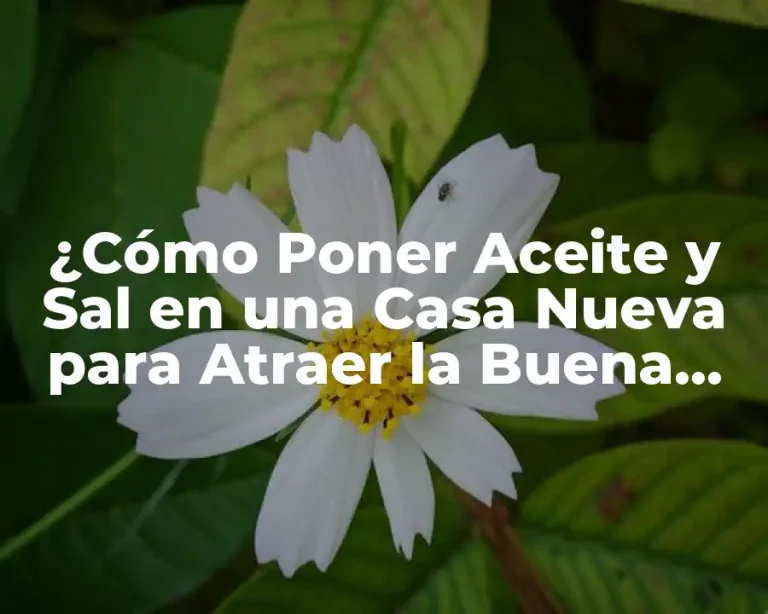 ¿Cómo Poner Aceite y Sal en una Casa Nueva para Atraer la Buena Suerte y la Prosperidad?