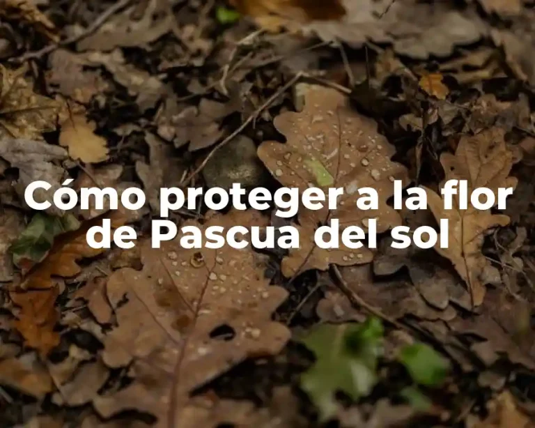 Cómo proteger a la flor de Pascua del sol