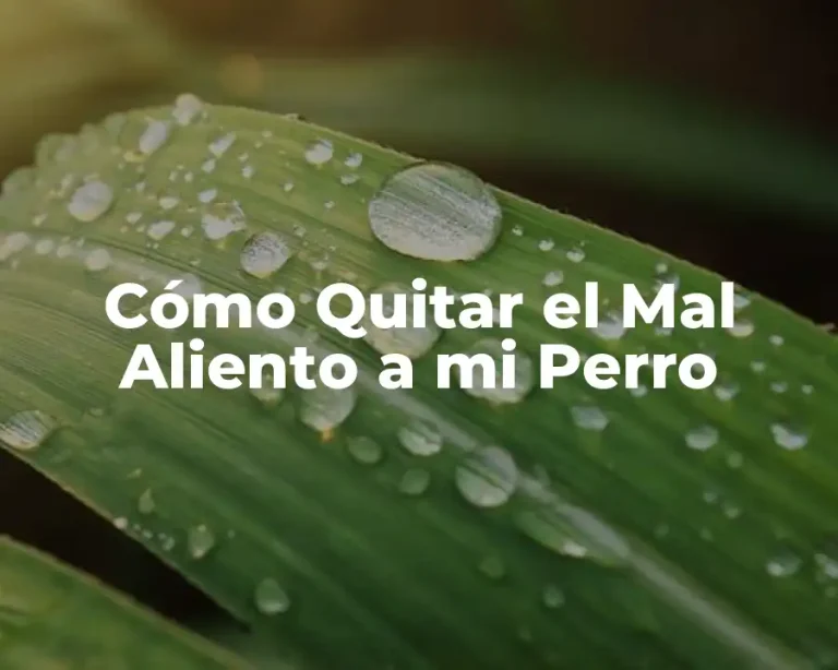 Cómo Quitar el Mal Aliento a mi Perro