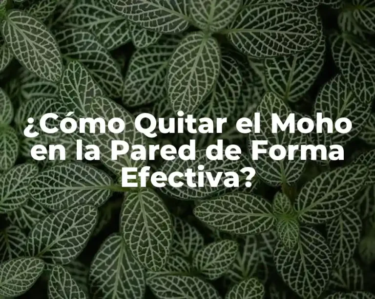 ¿Cómo Quitar el Moho en la Pared de Forma Efectiva?