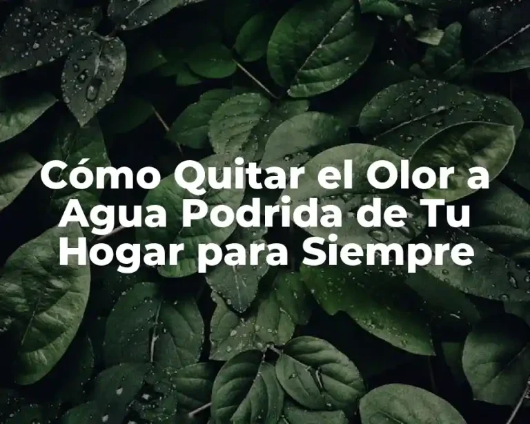Cómo Quitar el Olor a Agua Podrida de Tu Hogar para Siempre