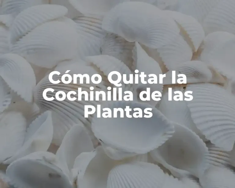 Cómo Quitar la Cochinilla de las Plantas
