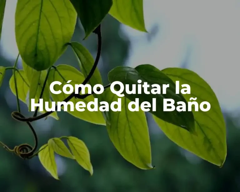 Cómo Quitar la Humedad del Baño