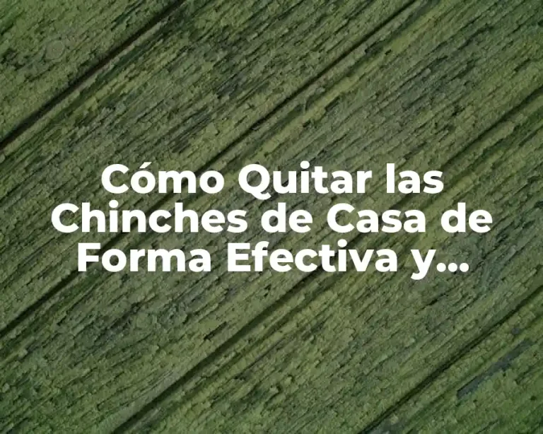 Cómo Quitar las Chinches de Casa de Forma Efectiva y Segura