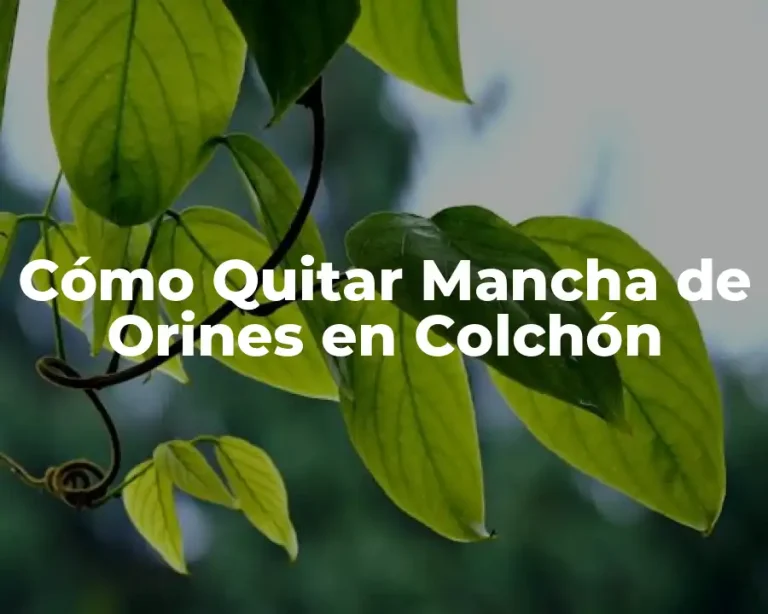 Cómo Quitar Mancha de Orines en Colchón