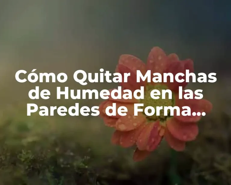 Cómo Quitar Manchas de Humedad en las Paredes de Forma Efectiva