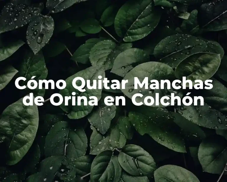 Cómo Quitar Manchas de Orina en Colchón