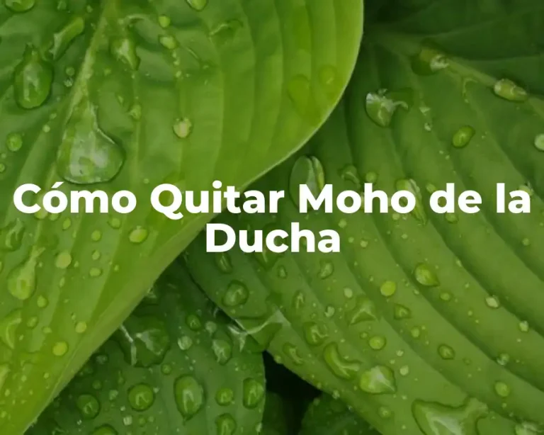 Cómo Quitar Moho de la Ducha