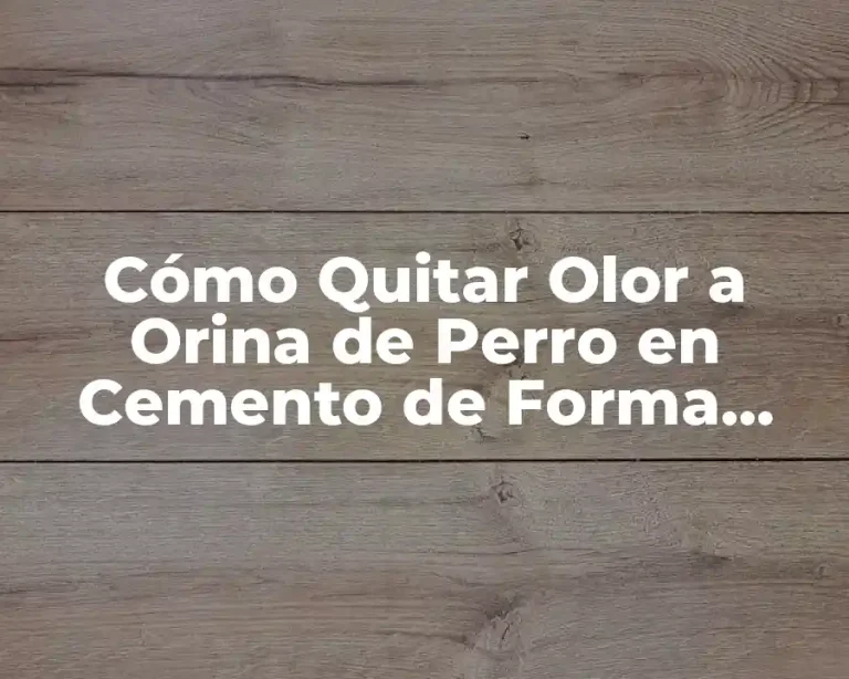 Cómo Quitar Olor a Orina de Perro en Cemento de Forma Efectiva