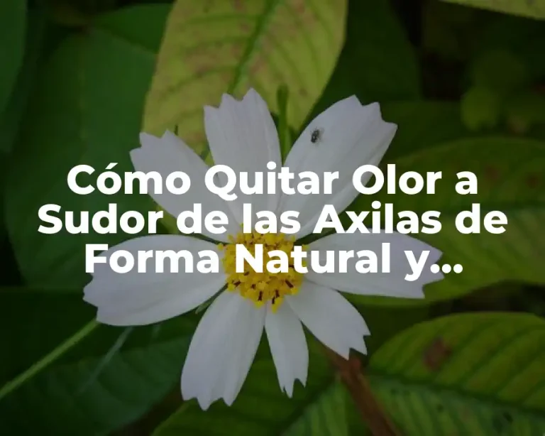 Cómo Quitar Olor a Sudor de las Axilas de Forma Natural y Efectiva