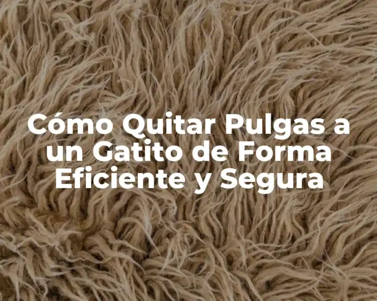 Cómo Quitar Pulgas a un Gatito de Forma Eficiente y Segura