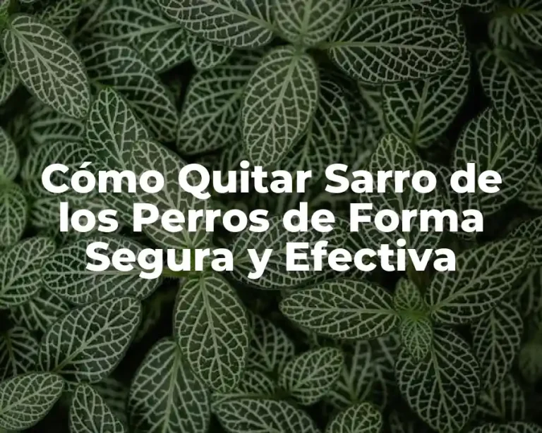 Cómo Quitar Sarro de los Perros de Forma Segura y Efectiva