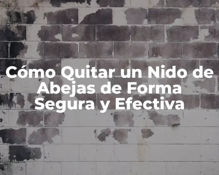 Cómo Quitar un Nido de Abejas de Forma Segura y Efectiva