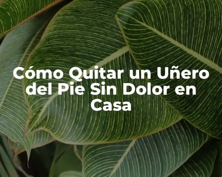 Cómo Quitar un Uñero del Pie Sin Dolor en Casa