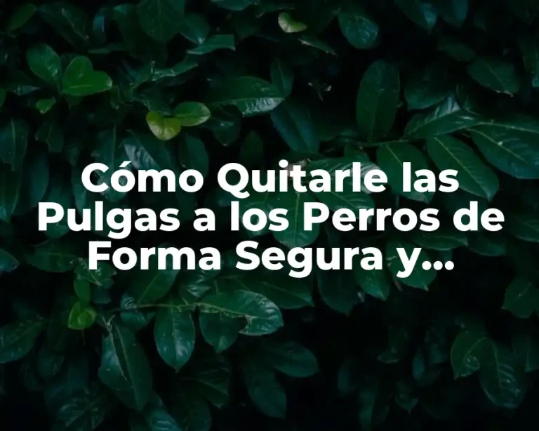 Cómo Quitarle las Pulgas a los Perros de Forma Segura y Efectiva