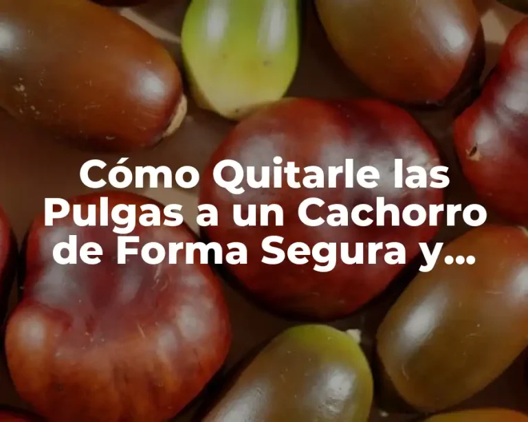 Cómo Quitarle las Pulgas a un Cachorro de Forma Segura y Efectiva