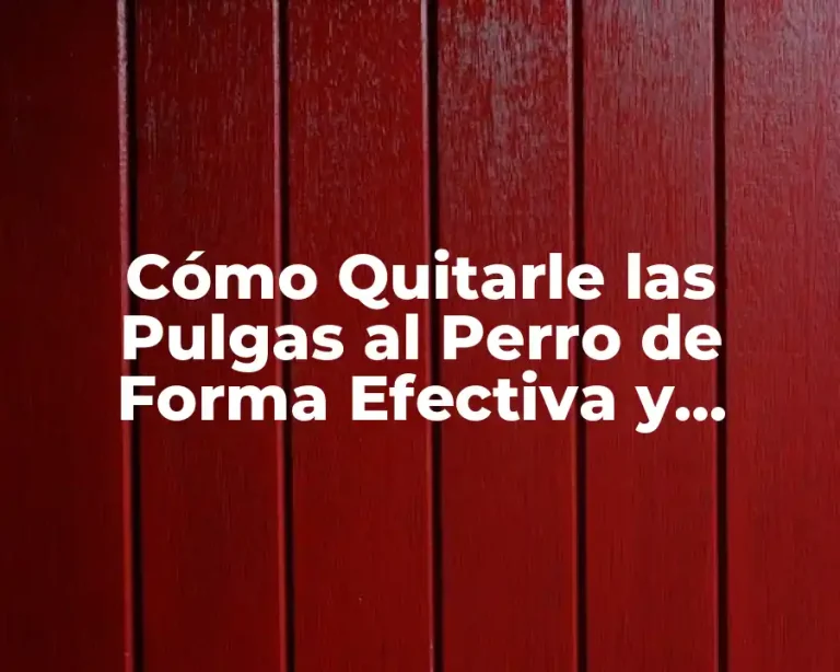 Cómo Quitarle las Pulgas al Perro de Forma Efectiva y Segura