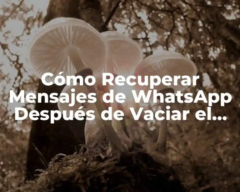 Cómo Recuperar Mensajes de WhatsApp Después de Vaciar el Chat
