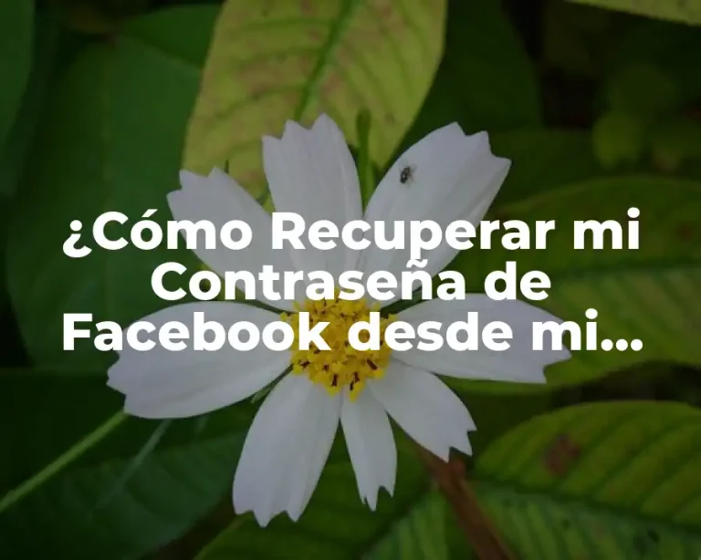 ¿Cómo Recuperar mi Contraseña de Facebook desde mi Celular?