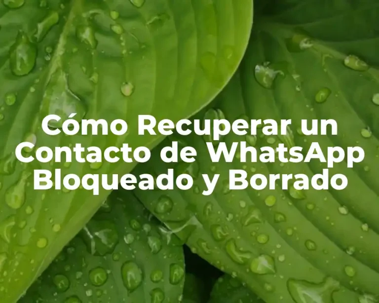 Cómo Recuperar un Contacto de WhatsApp Bloqueado y Borrado