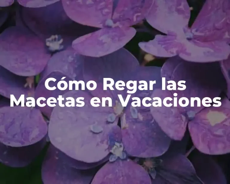 Cómo Regar las Macetas en Vacaciones