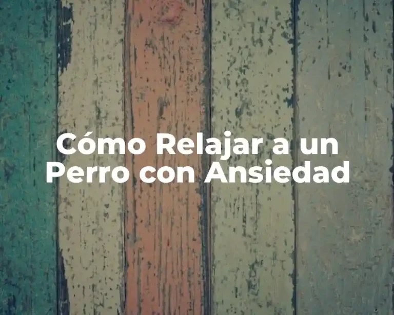 Cómo Relajar a un Perro con Ansiedad
