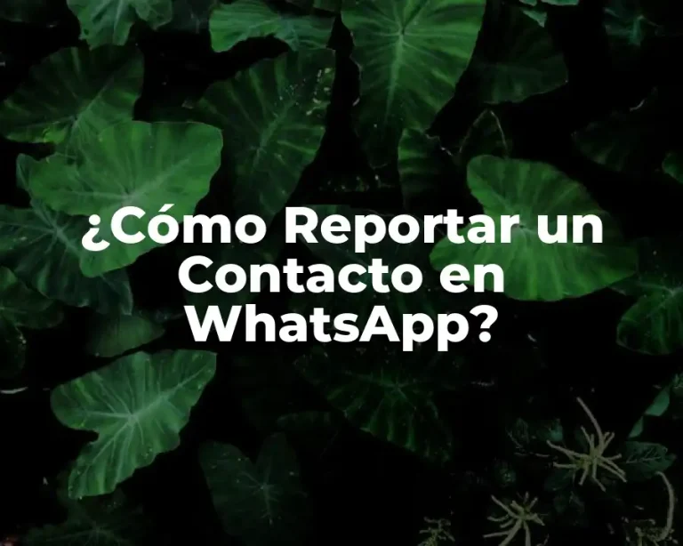 ¿Cómo Reportar un Contacto en WhatsApp?