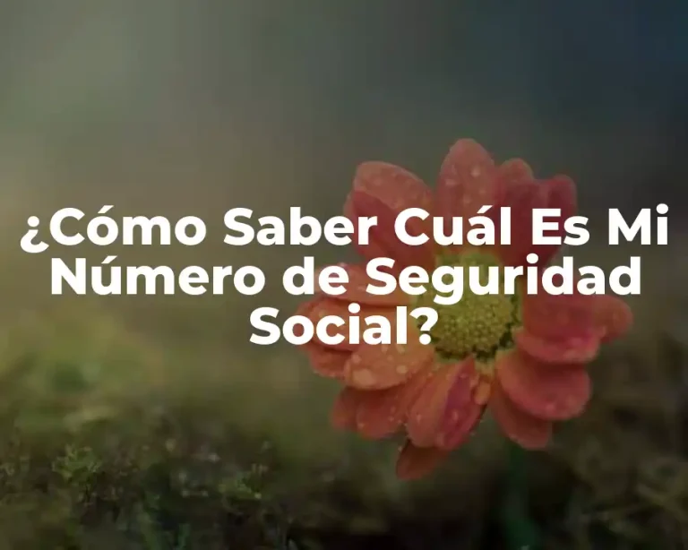 ¿Cómo Saber Cuál Es Mi Número de Seguridad Social?