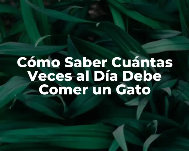 Cómo Saber Cuántas Veces al Día Debe Comer un Gato