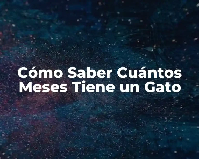 Cómo Saber Cuántos Meses Tiene un Gato