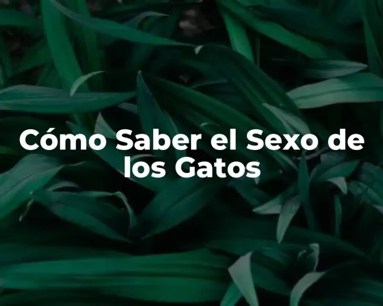 Cómo Saber el Sexo de los Gatos