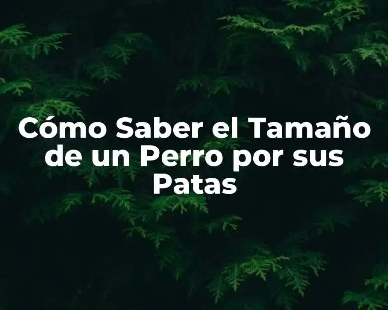 Cómo Saber el Tamaño de un Perro por sus Patas