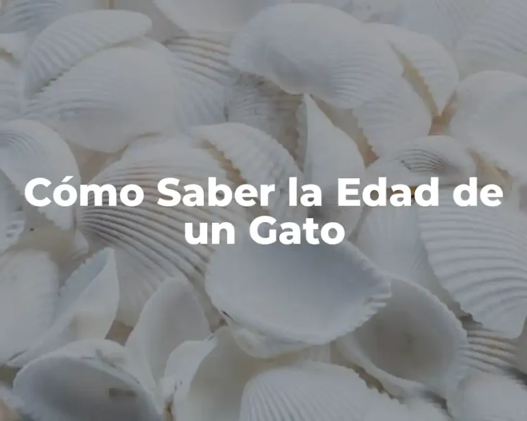 Cómo Saber la Edad de un Gato