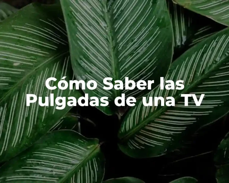 Cómo Saber las Pulgadas de una TV
