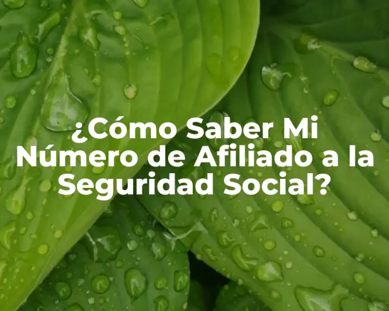 ¿Cómo Saber Mi Número de Afiliado a la Seguridad Social?