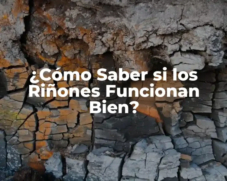 ¿Cómo Saber si los Riñones Funcionan Bien?