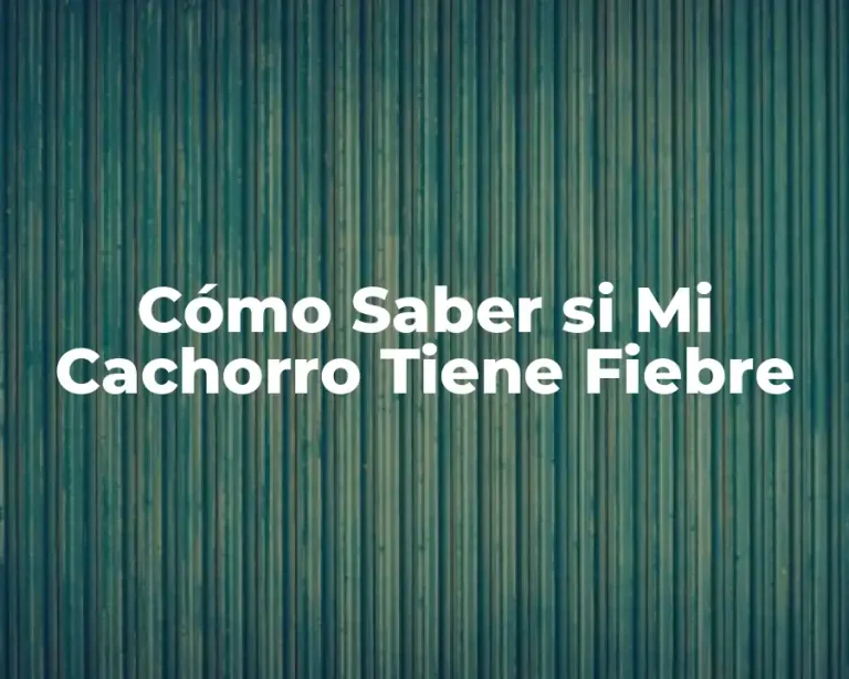 Cómo Saber si Mi Cachorro Tiene Fiebre