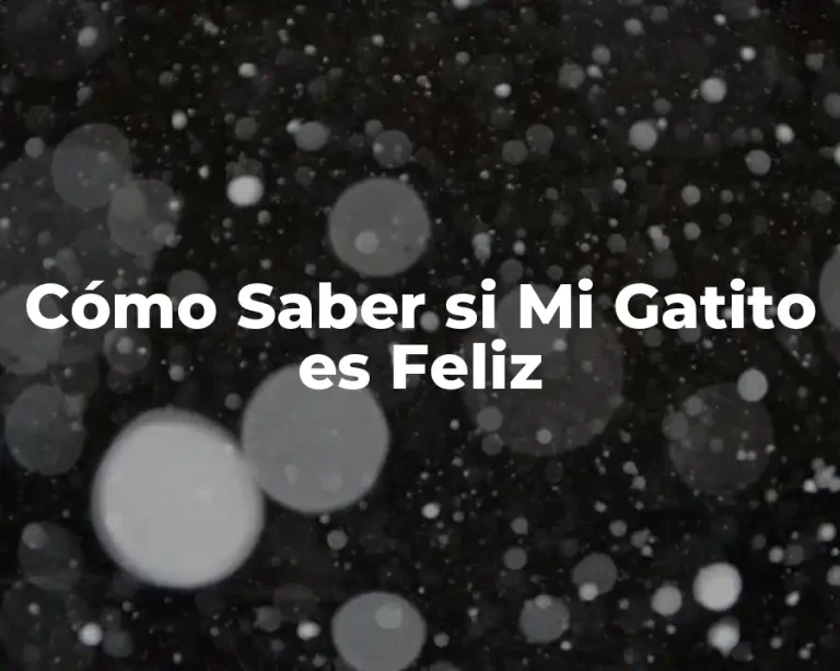 Cómo Saber si Mi Gatito es Feliz
