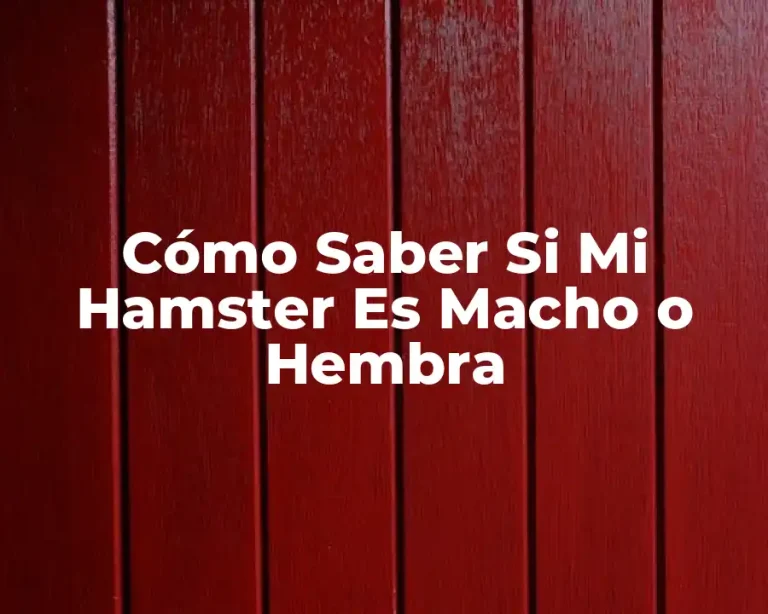 Cómo Saber Si Mi Hamster Es Macho o Hembra