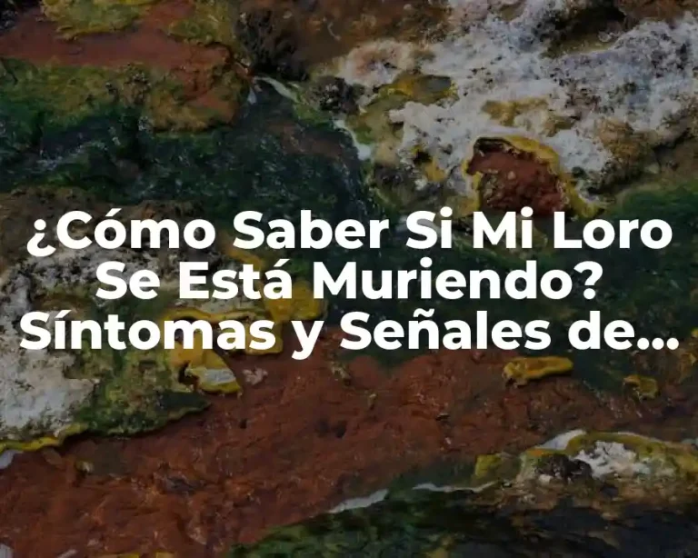 ¿Cómo Saber Si Mi Loro Se Está Muriendo? Síntomas y Señales de Alarma