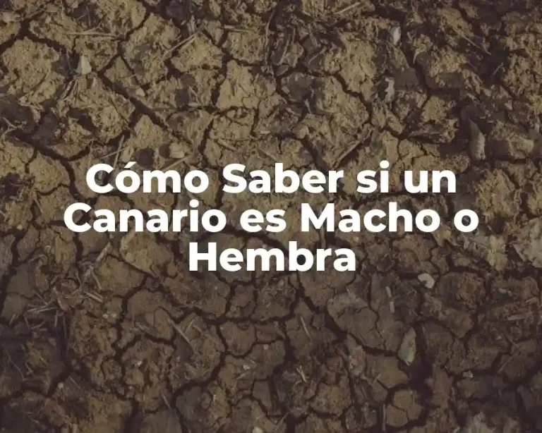 Cómo Saber si un Canario es Macho o Hembra