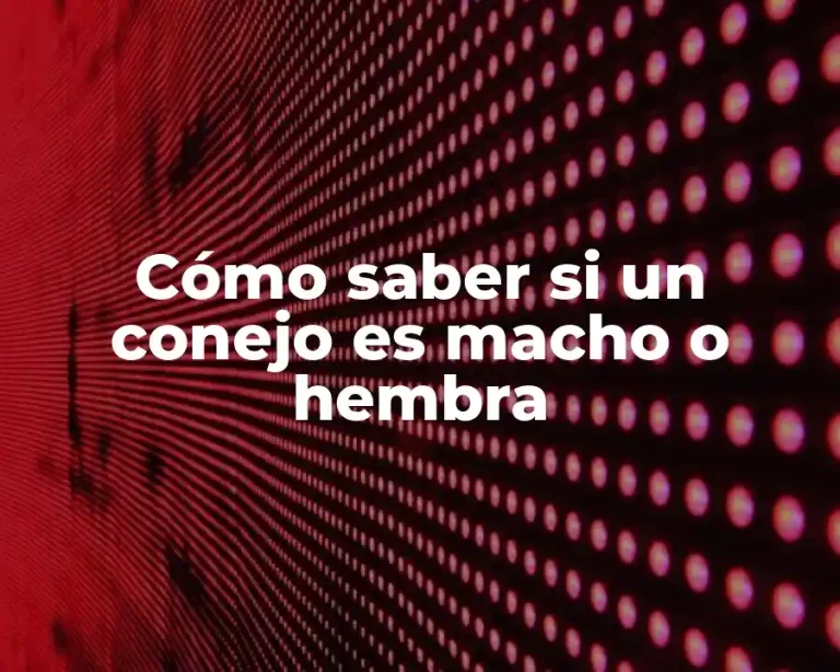 Cómo saber si un conejo es macho o hembra