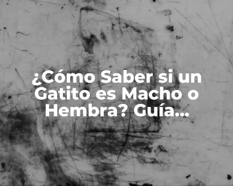 ¿Cómo Saber si un Gatito es Macho o Hembra? Guía Definitiva para Identificar el Sexo de tu Gato