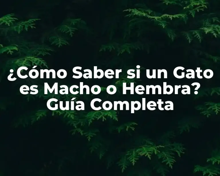 ¿Cómo Saber si un Gato es Macho o Hembra? Guía Completa