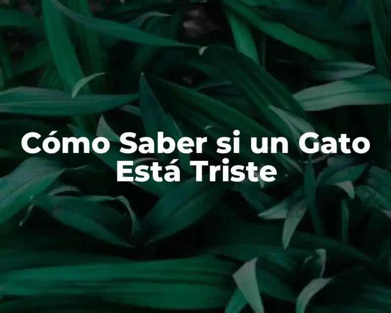 Cómo Saber si un Gato Está Triste